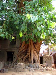Tree with Icons